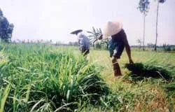 Chuyển dần 49.000 ha đất trồng lúa sang trồng cây khác